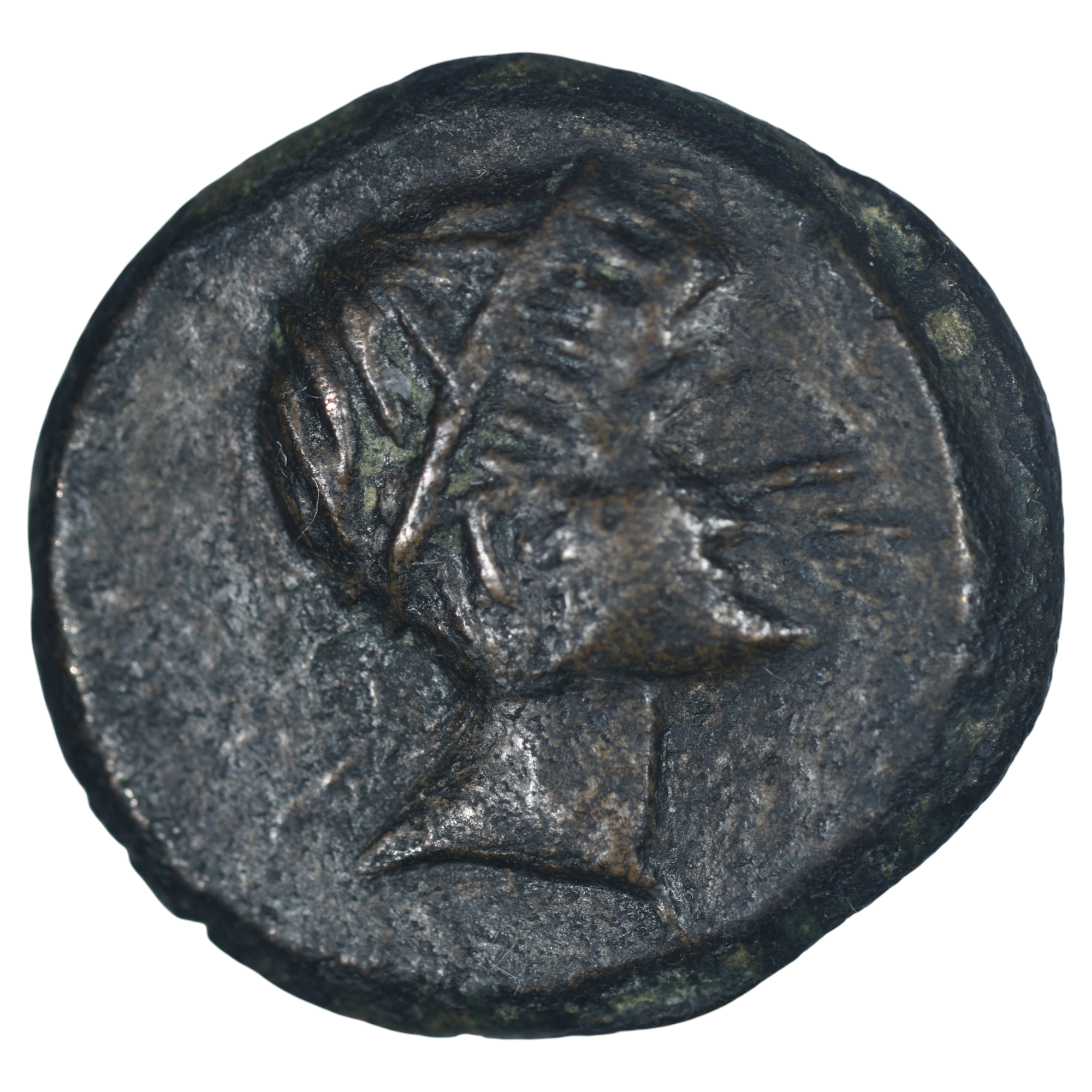 CELTIBERE SEMIS CASTULO AVERS